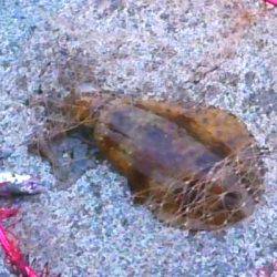 満月大潮アオリイカ６連発